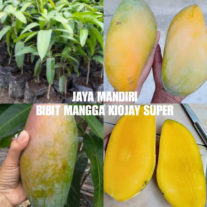 BIBIT MANGGA KIOJAY JUMBO
