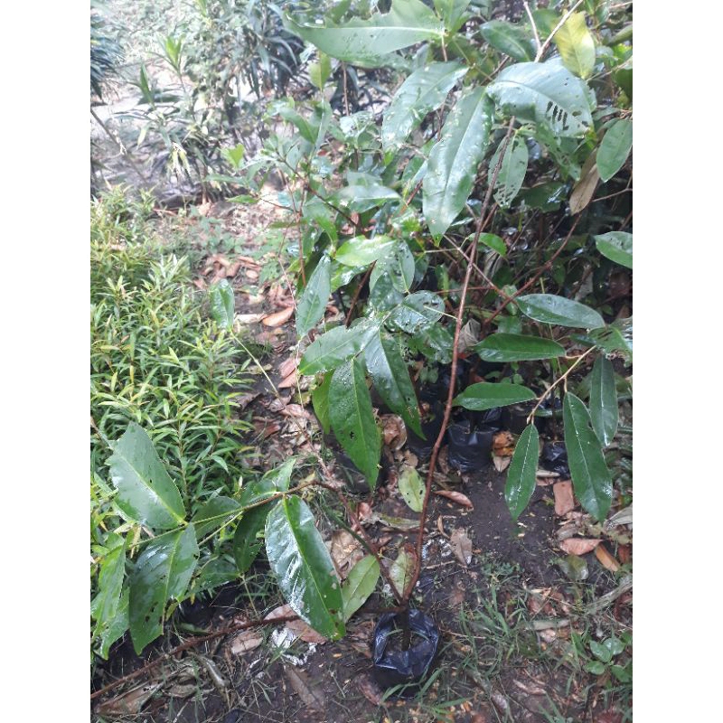 jambu madu deli hijau