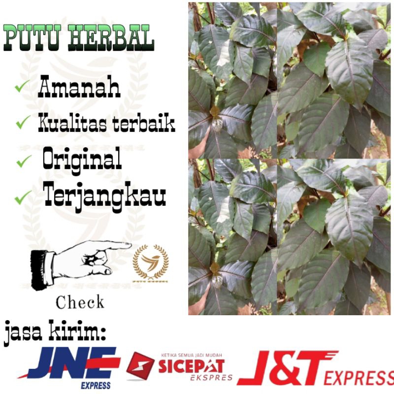 

Daun kopi hitam herbal | Daun kopi herbal