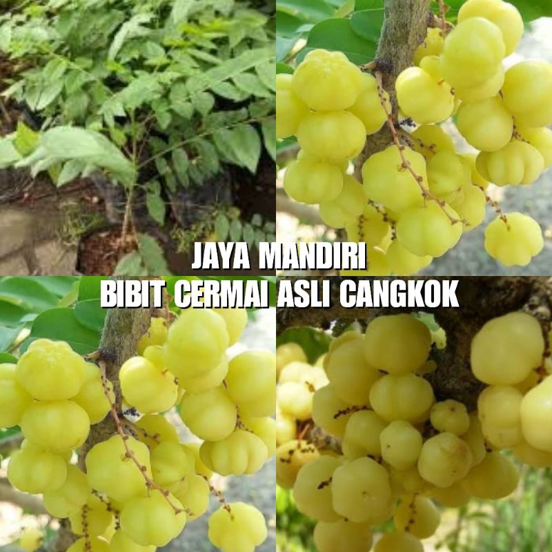 BIBIT CERMAI SUPER (TANAMAN BUAH CERMAI)