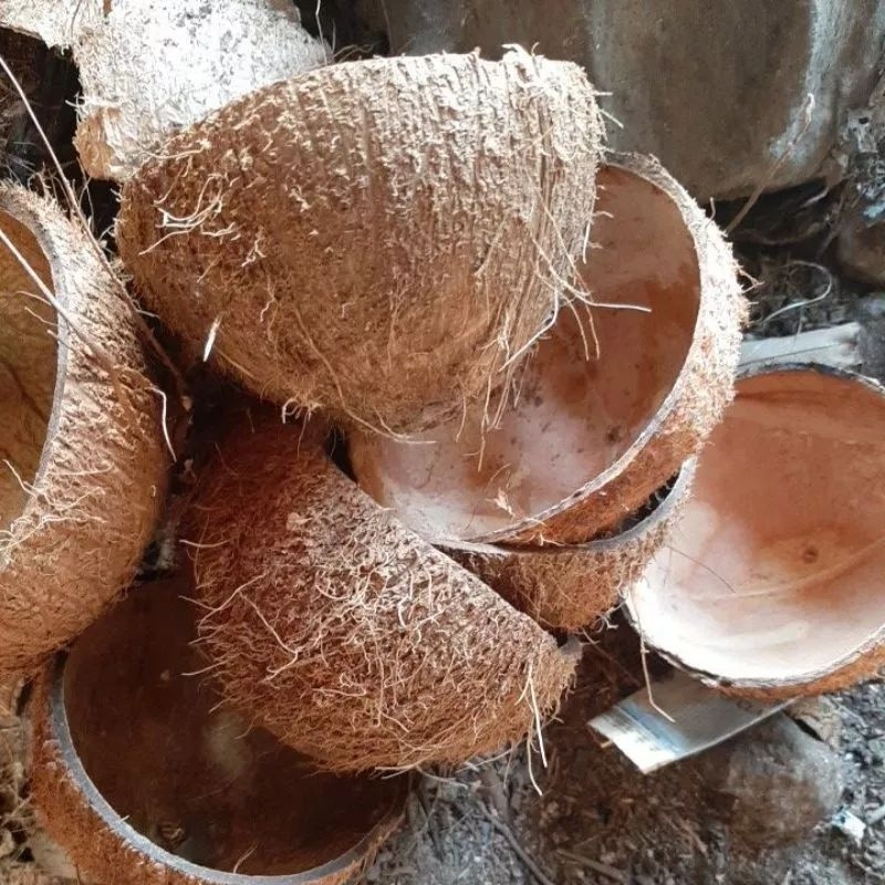 tempurung batok kelapa