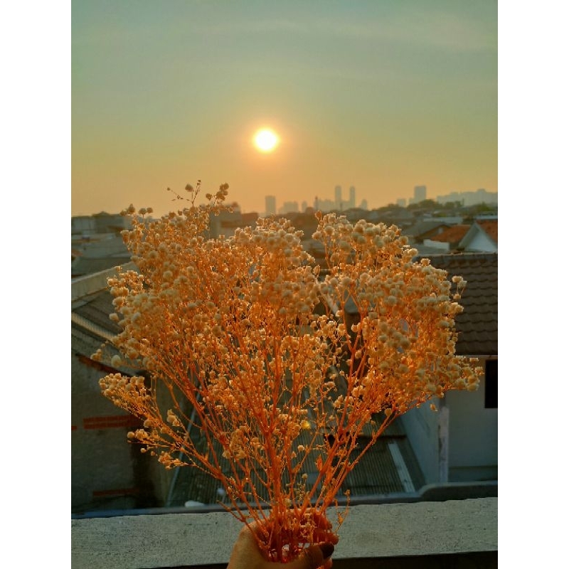 tambahan bunga baby breath  kering