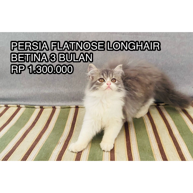 KUCING KITTEN PERSIA HIMALAYA RAGDOLL NORWEGIAN