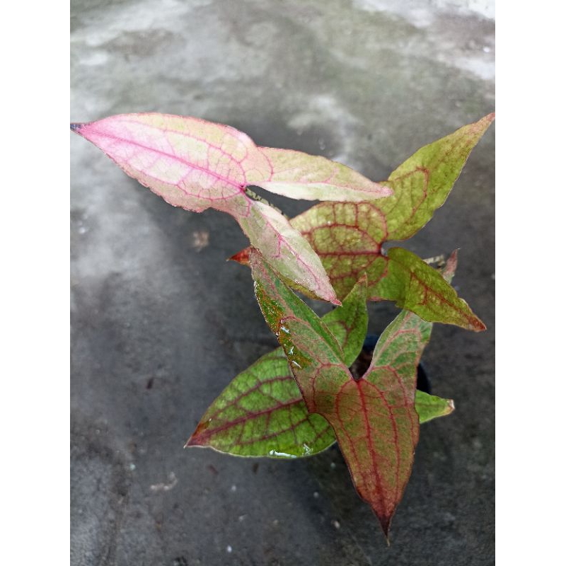 cyrtosperma johnstonii