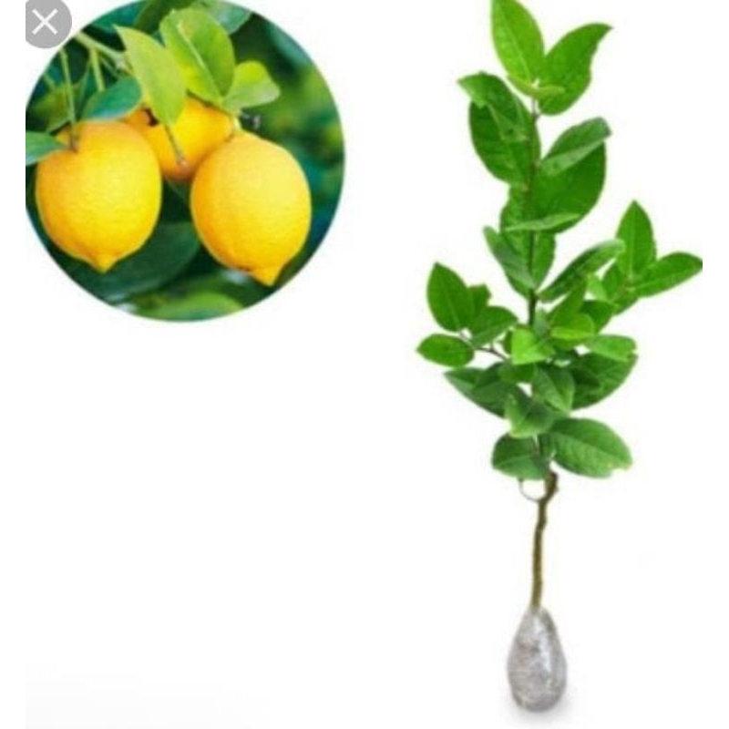 Bibit Jeruk Lemon California asli