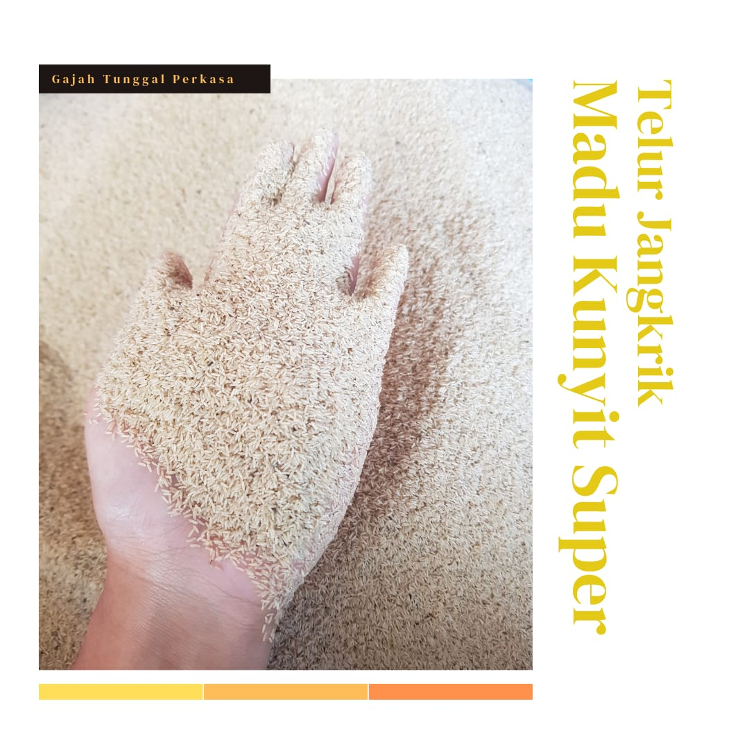 Telur Jangkrik Madu Kualitas Super Telur Jangkrik Madu Kunyit Budidaya Sendiri