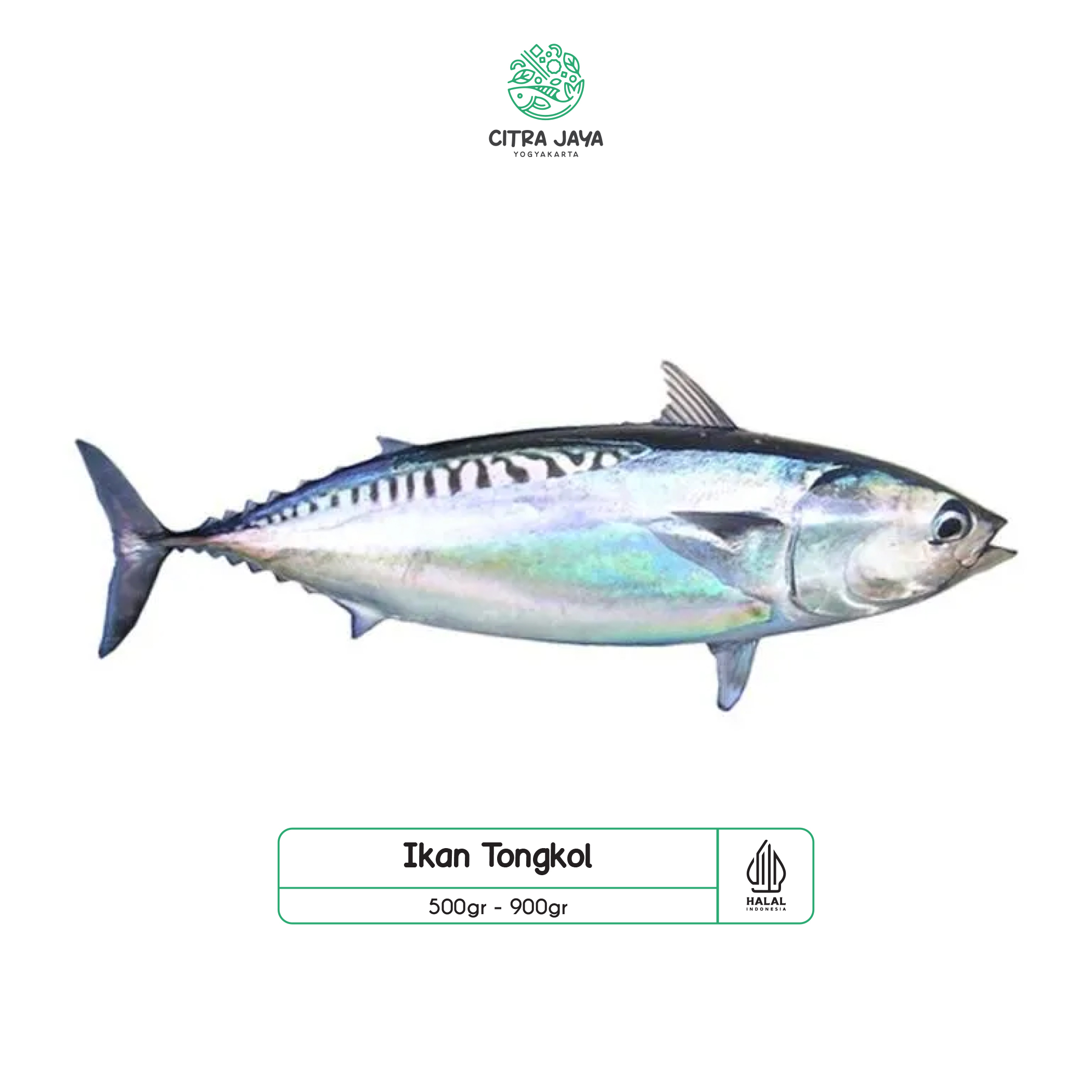 

Ikan Tongkol 1 ekor - Citra Jaya Yogyakarta