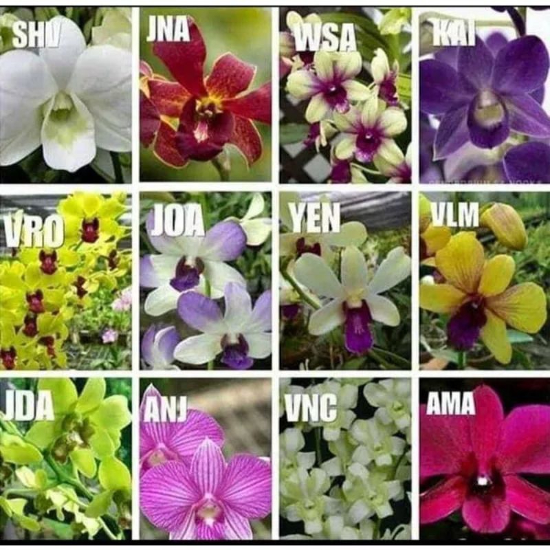 anggrek dendrobium remaja anggrek dendrobium remaja