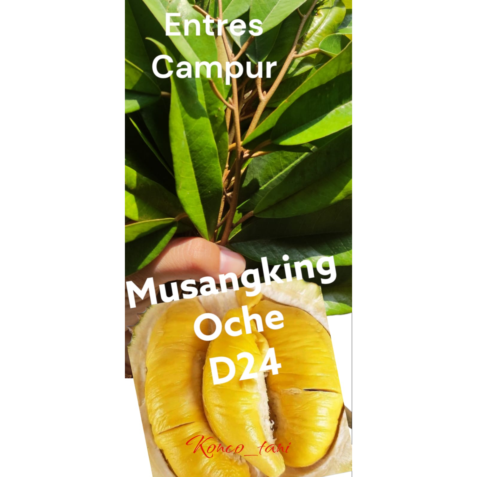 ENTRES PUCUKAN DURIAN SUPER CAMPUR MUSANGKING DURI HITAM D24 ATAU MASMUAR (10PCS)
