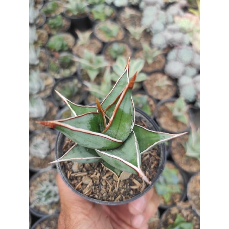Tanaman sansevieria pinguicula