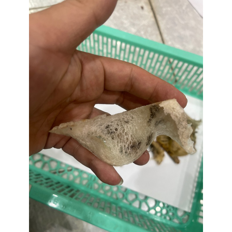 

SARANG BURUNG WALET ATAU YENWO ASLI KOTOR MANGKOK