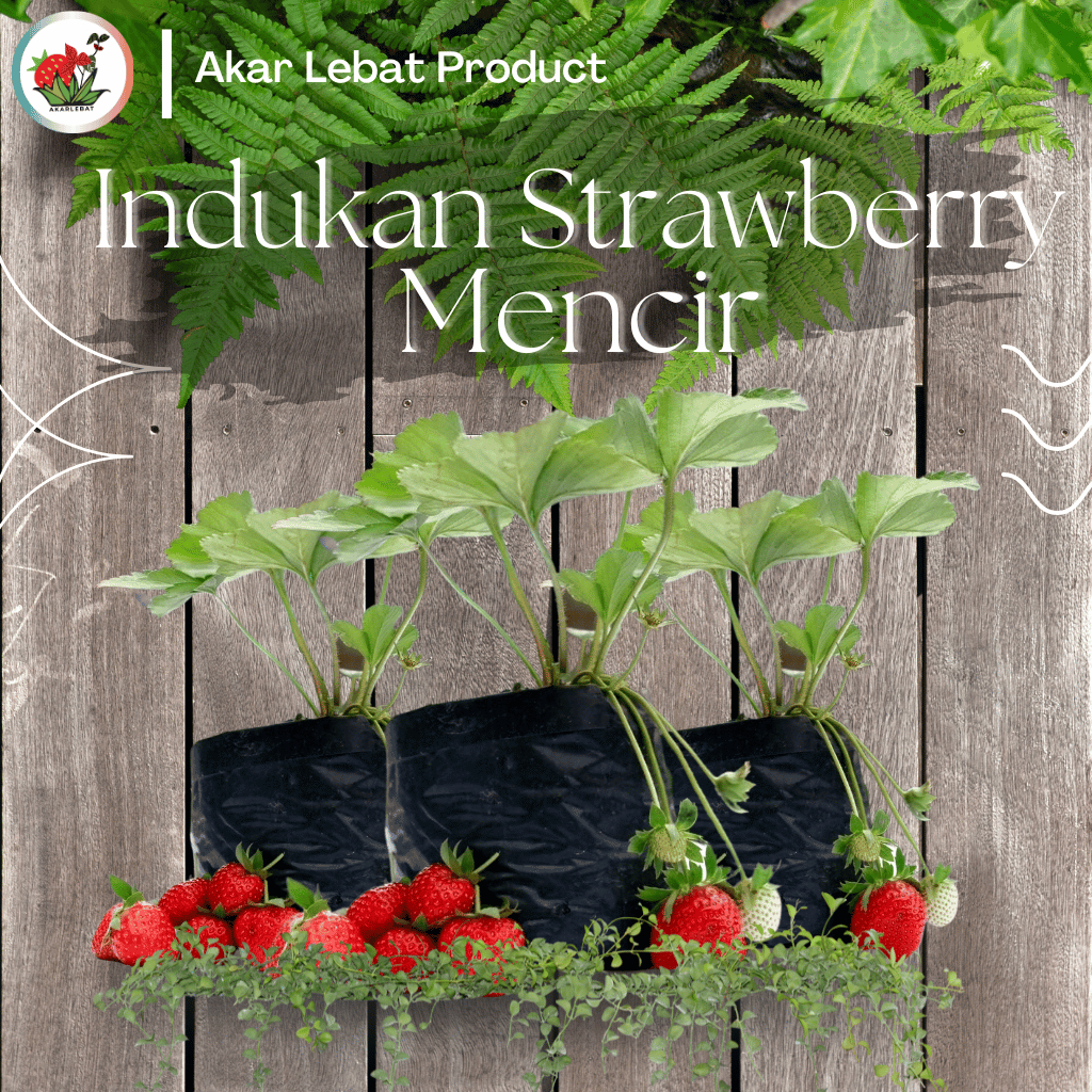 Indukan Strawberry Stroberi Mencir Sudah Berbuah