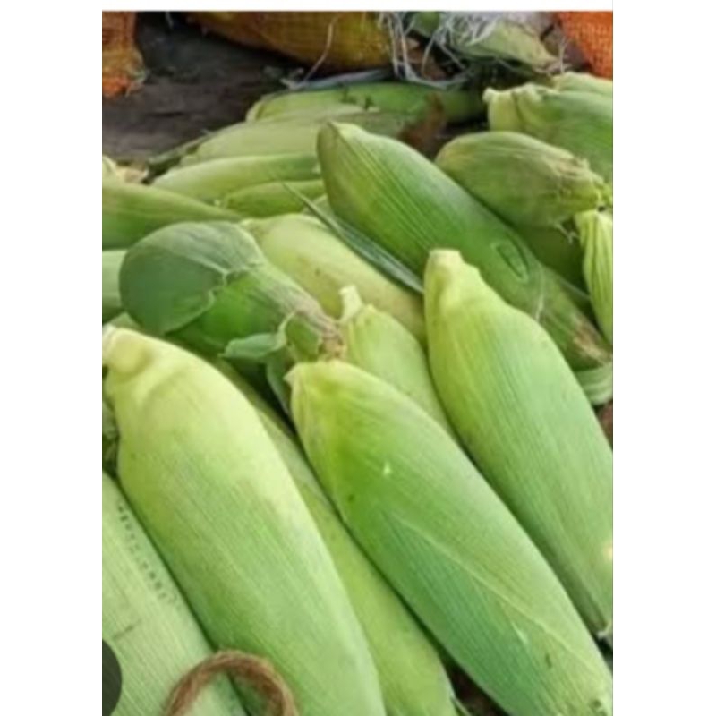 

jagung manis 1 pcs dan 1kg