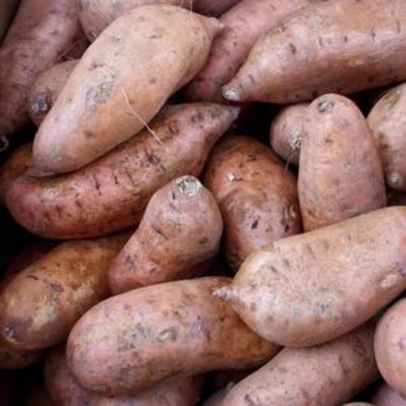 

UBI MADU (sweet orange potato)