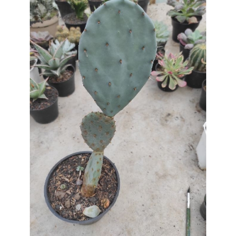 Tanaman kaktus opuntia blue