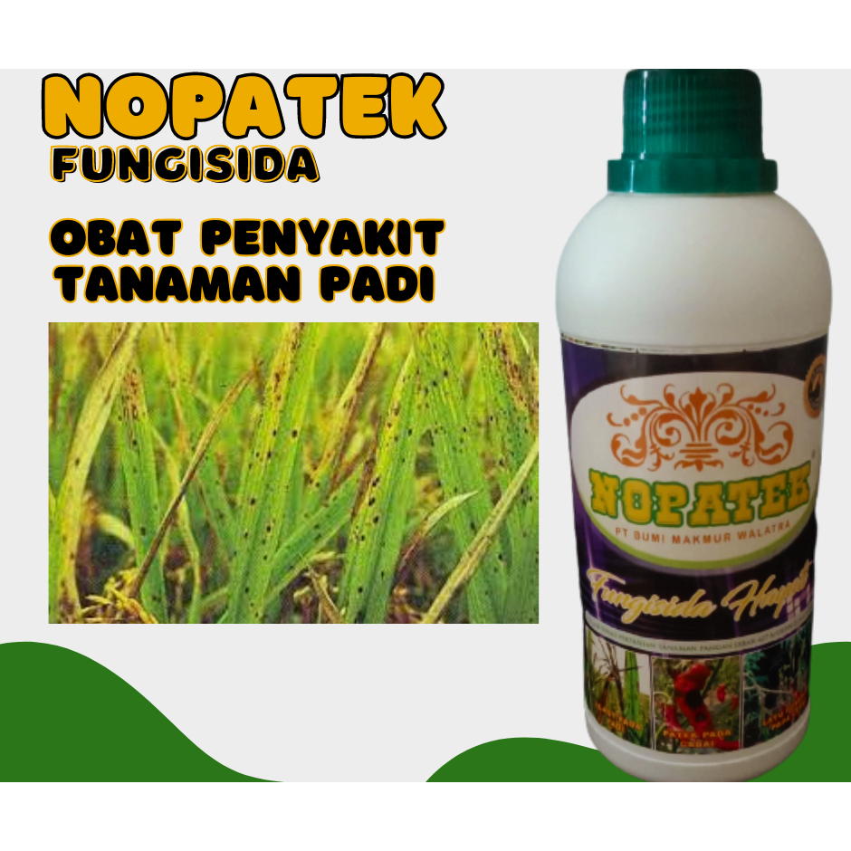 Nopatek obat penyakit padi daun merah dan bercak daun
