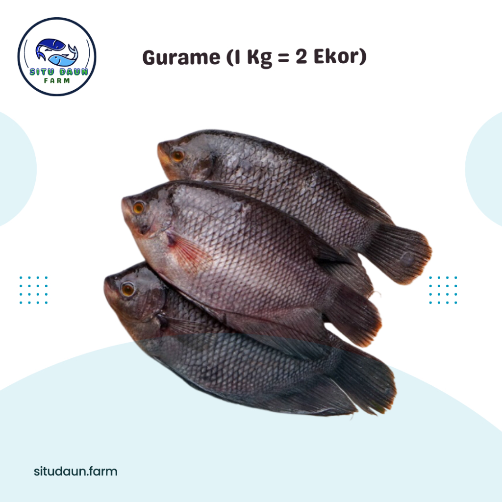 

Ikan Gurame Murah 900-1000 Gr