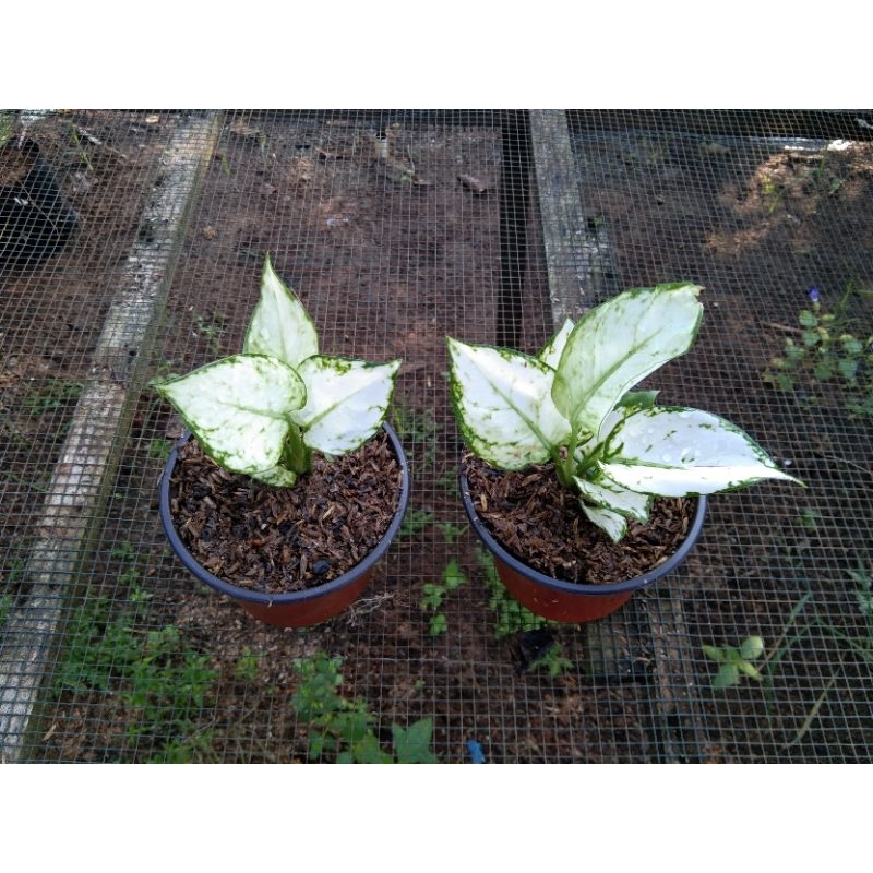 aglonema murah meriah