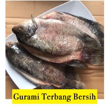 

Gurame Terbang / Gurame Bersih Fillet Terbang / Gurame Fillet / Ikan Gurami