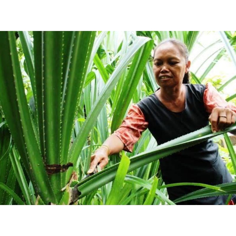 

Daun pandan duri asli saun sudah bersih pandan lautorganik untuk obat herbal