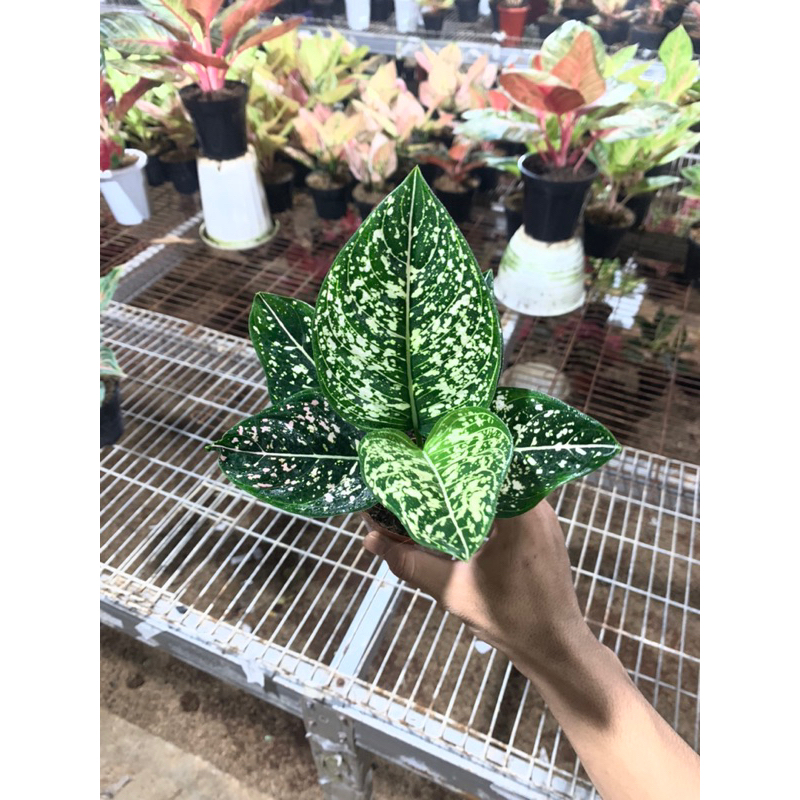 AGLONEMA SITI NURHALIZA