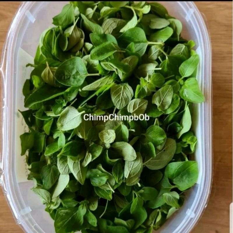 

DAUN OREGANO SEGAR / FRESH OREGANO HERBS 100 GRAM EACH