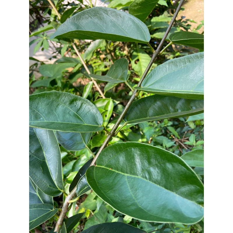 

Daun cincau hijau / daun cincau perdu 1 kg petik langsung-az