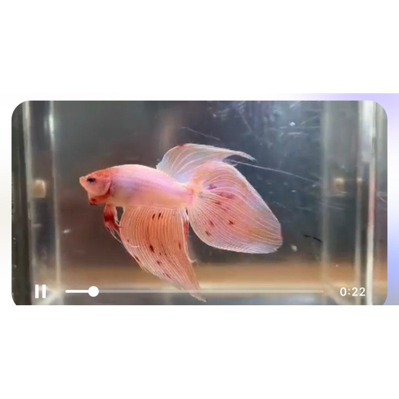 mainan Veiltail armageddon