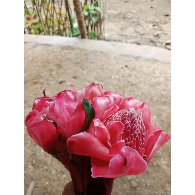 

Kecombrang merah bunga kecombrang merah asli 500gram