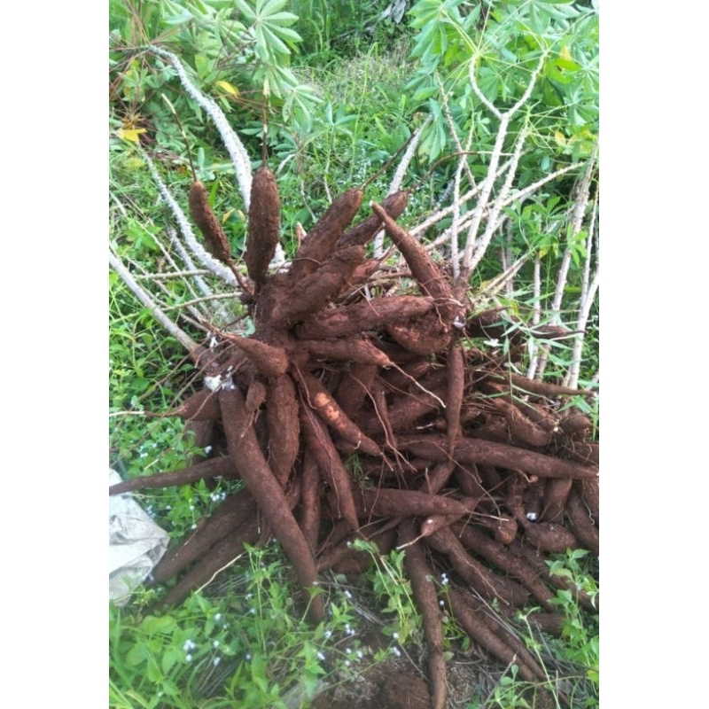 

singkong baru cabut/ ubi kayu