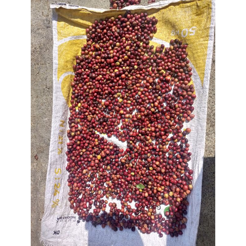 

KOPI LERENG GUNUNG KAWI PETIK MERAH, Perkebunan Peniwen Kromengan