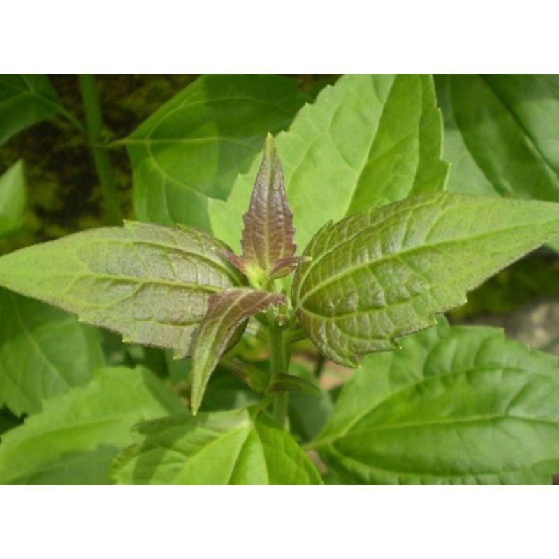 

DAUN BALAKACIDA SEGAR 250 gram/ DAUN KOPSADA KANKER SERVIKS