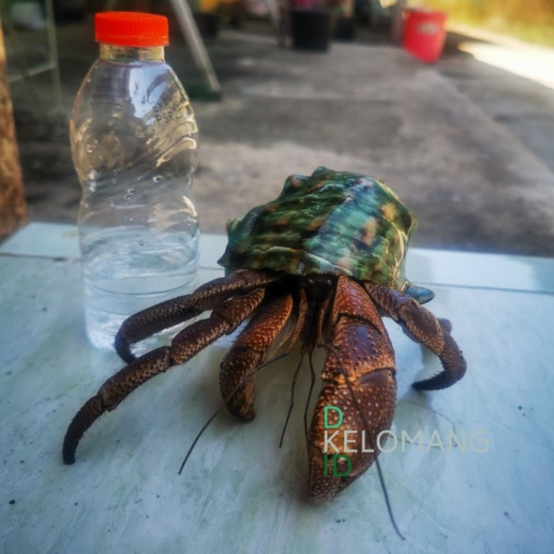 KELOMANG BREVIMANUS JUMBO XXXL