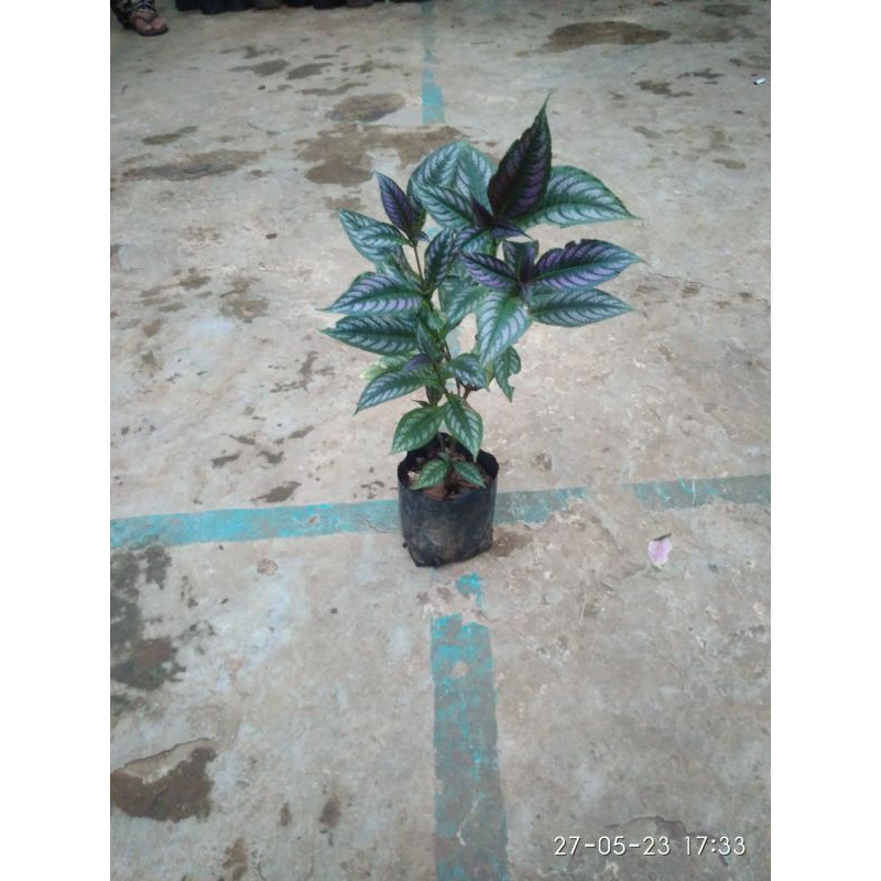 bibit keji beling ungu | pecah beling