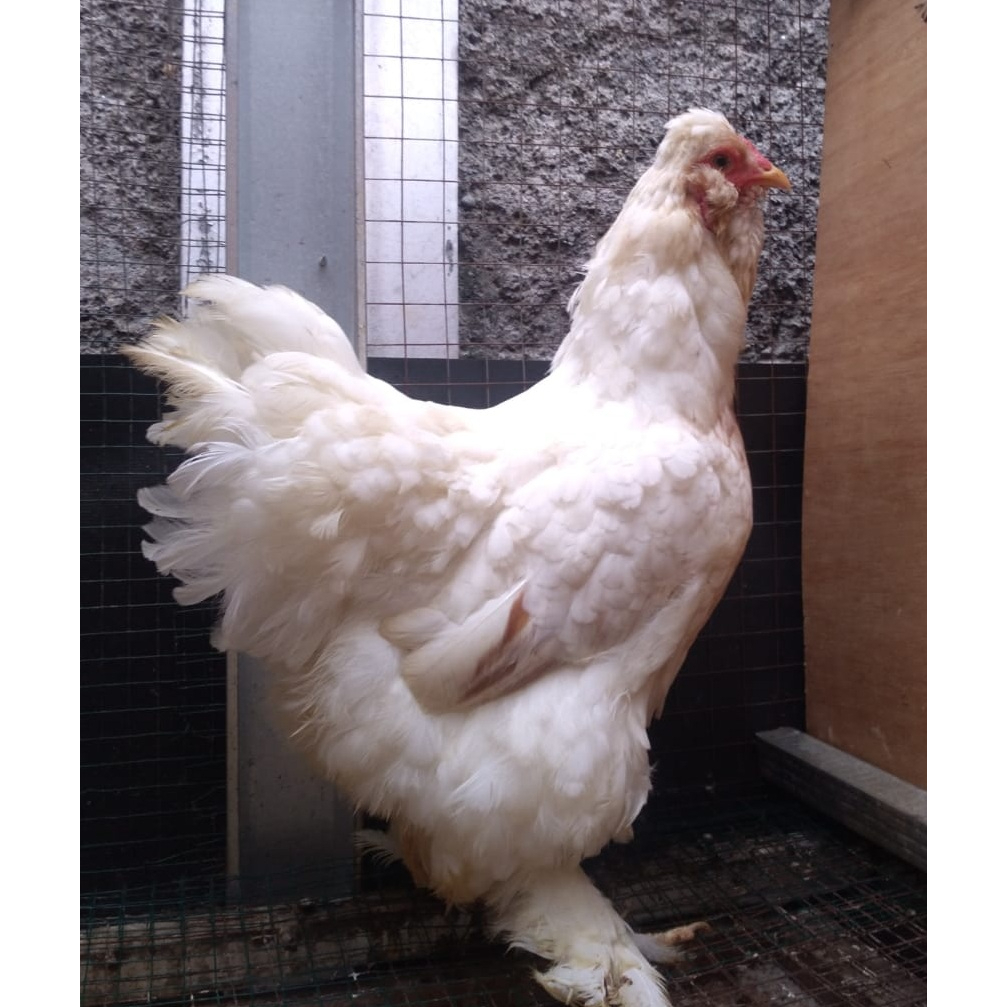 Ayam brahma white betina (real foto dan vidio)