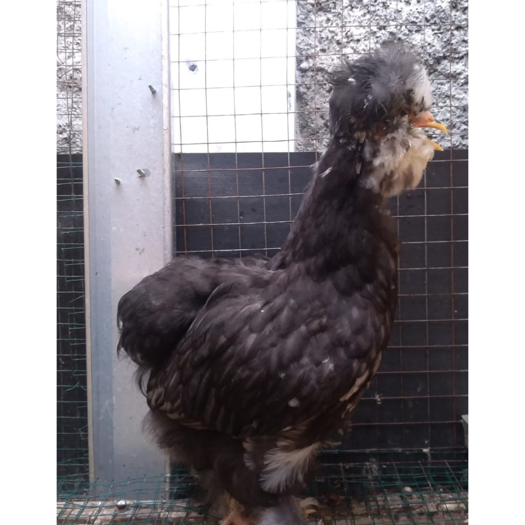 Ayam brahma park black jantan 2,5 bulan up (real foto dan vidio)