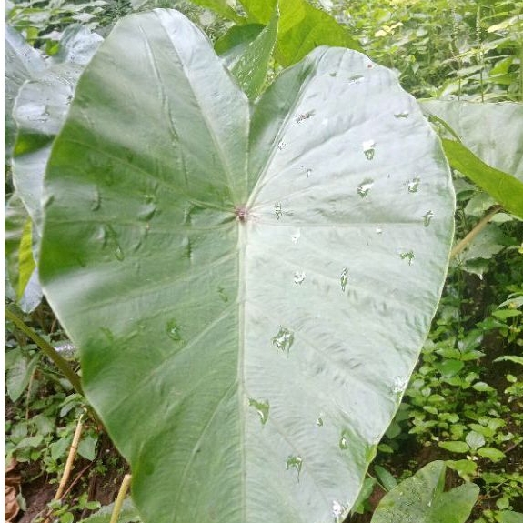 Daun talas Bogor 500 gr
