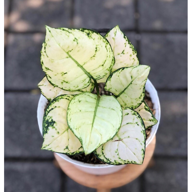 Tanaman hias aglonema super white - Aglonema Super white Baby