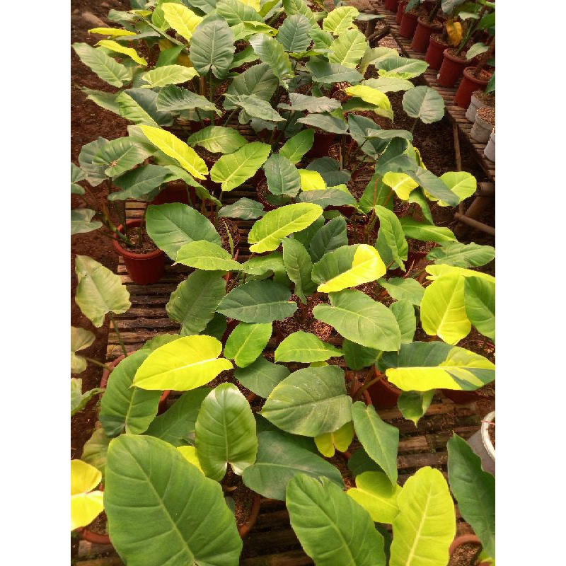 Philodendron Jungle Fever