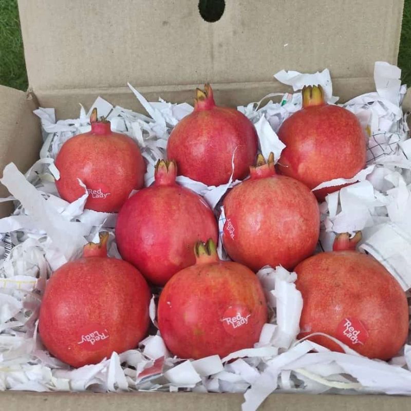 

Buah Delima Merah 1 Dus/Krat India Mesir Rrc