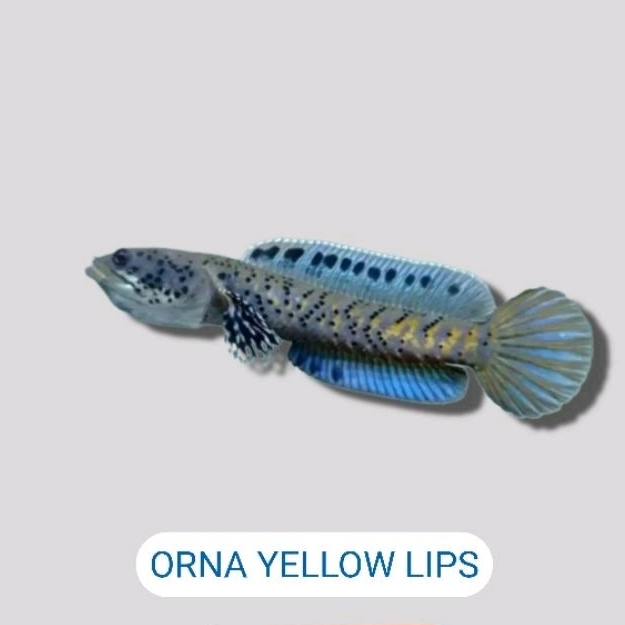 HIASAN AQUARIUM CHANA ORNA YL
