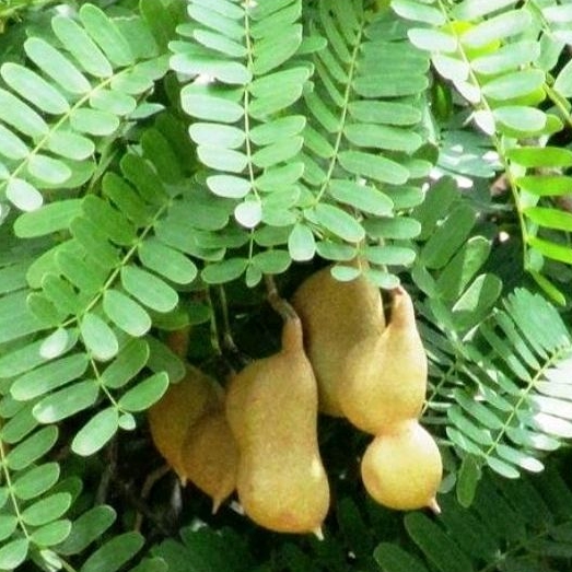

Daun Pohon Asam Jawa | Obat Herbal 250 Gram