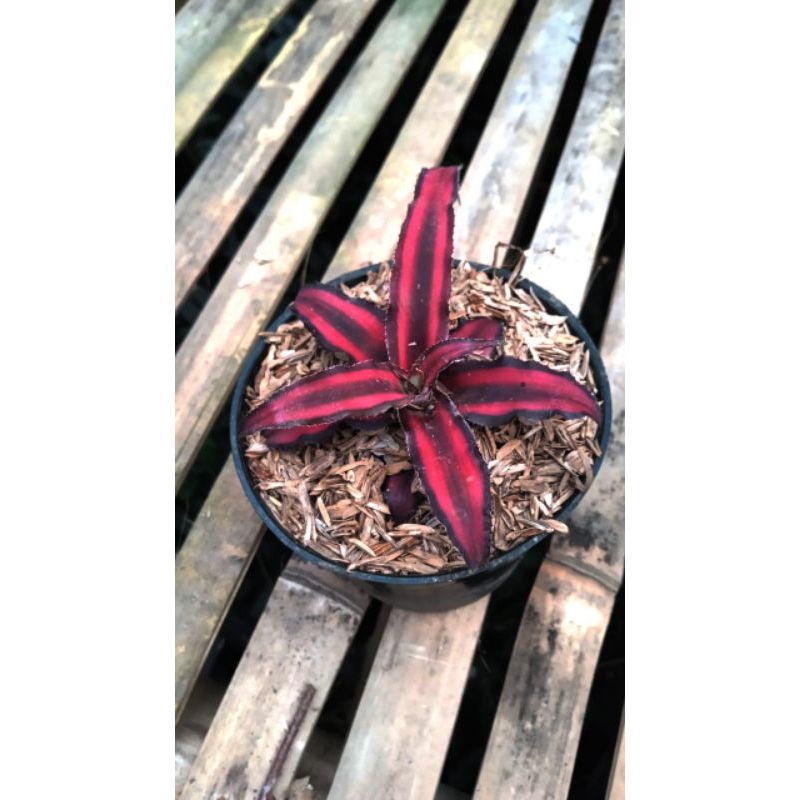 Bromelia Cryptanthus