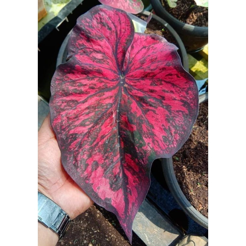 Bibit Caladium AC Antanu / Bibit Keladi AC Antanu