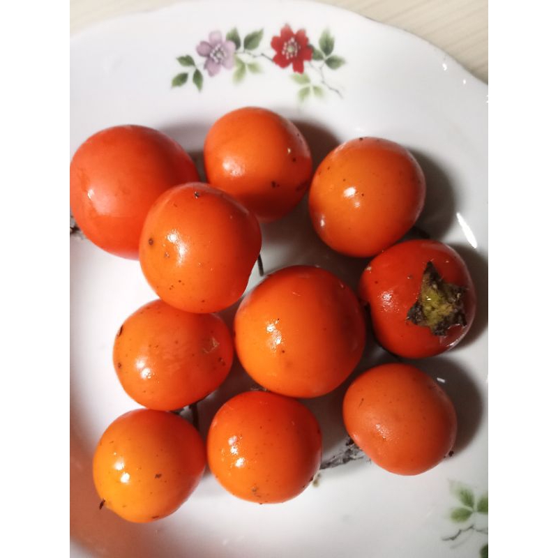 terong esrot/ terong pari hutan 100gr