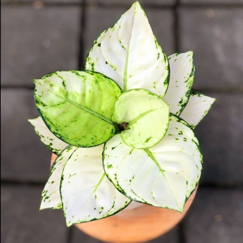 Tanaman hias aglonema super white-aglaonema-tanaman hias hidup-tanaman bunga-tanaman hidup aglonema-