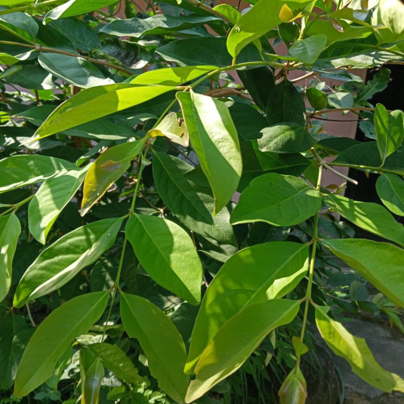 

Daun Salam Fresh segar dipetik saat mau dikirim