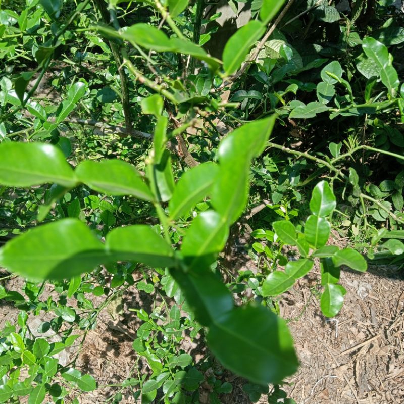 

Daun Jeruk Purut Fresh Segar