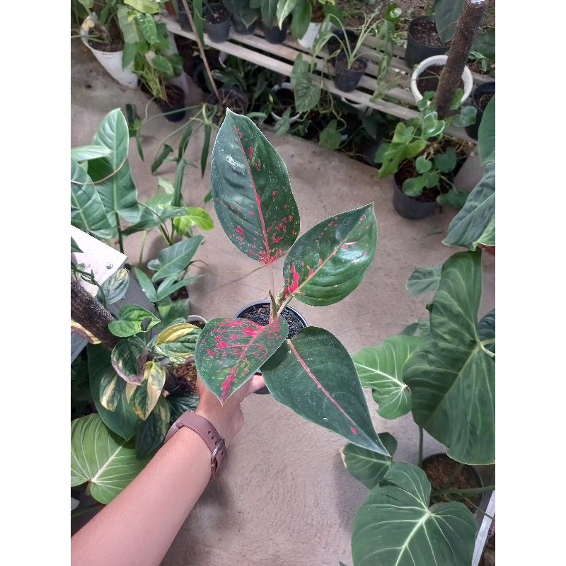 aglonema kochin virgin murah / kc virgin sesuai foto