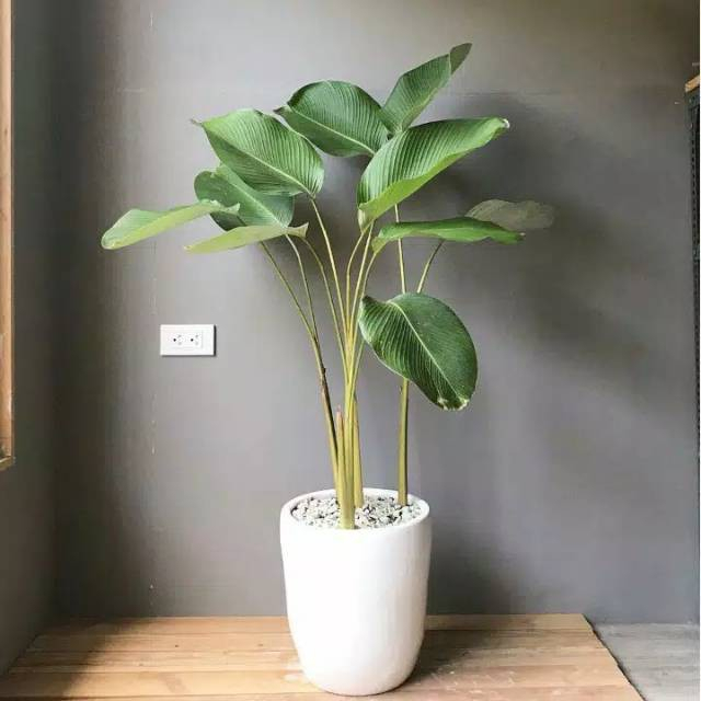 calathea luthea / calathea pisang pisangan ukuran 70 cm - BAKUL KEMBANG